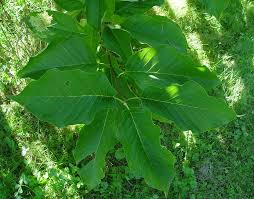 Attēlu rezultāti vaicājumam “Magnolia acuminata leaf”