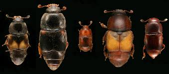 Attēlu rezultāti vaicājumam “Nitidulidae”