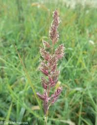 Attēlu rezultāti vaicājumam “Phalaroides arundinacea”