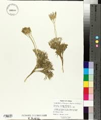 Attēlu rezultāti vaicājumam “Diphasiastrum tristachyum”