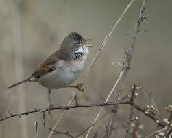 Attēlu rezultāti vaicājumam “Sylvia communis”