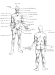 manuale