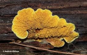 Attēlu rezultāti vaicājumam “Pseudomerulius aureus”