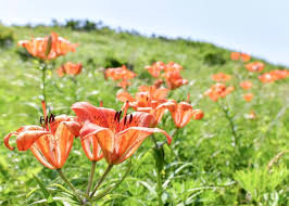 Image result for Bushiki Kwai