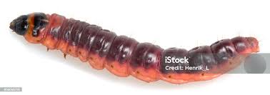 Attēlu rezultāti vaicājumam “Cossus cossus larva”