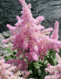 Image result for Astilbe