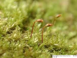 Attēlu rezultāti vaicājumam “Rhynchostegiella tenella macro”