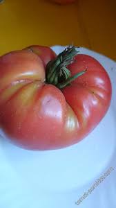 Afbeeldingsresultaat voor erdie family oxheart tomato