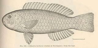 Image result for Chlorurus perspicillatus