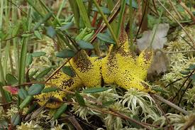 Attēlu rezultāti vaicājumam “Badhamia lilacina”