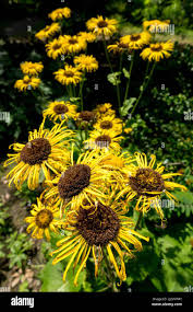 Attēlu rezultāti vaicājumam “Telekia speciosa flower”