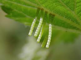 Attēlu rezultāti vaicājumam “Araschnia levana larva”