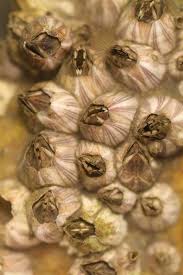 Attēlu rezultāti vaicājumam “Balanus improvisus”