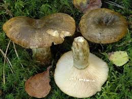 Attēlu rezultāti vaicājumam “Lactarius necator”