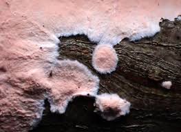 Attēlu rezultāti vaicājumam “Corticium roseum”