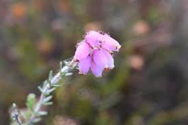 Attēlu rezultāti vaicājumam “Erica tetralix fruit”