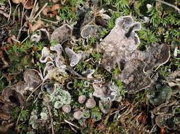 Attēlu rezultāti vaicājumam “Peltigera extenuata”