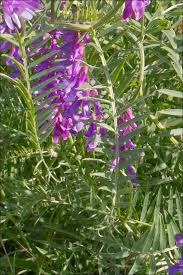 Attēlu rezultāti vaicājumam “Vicia tenuifolia flower”