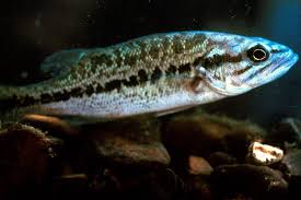 Image result for Micropterus