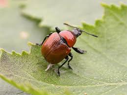 Attēlu rezultāti vaicājumam “Attelabus nitens”