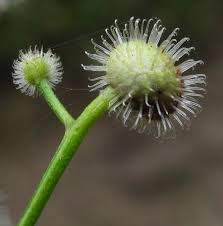 Attēlu rezultāti vaicājumam “Galium odoratum fruit”