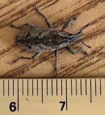 Attēlu rezultāti vaicājumam “Cleonis pigra”