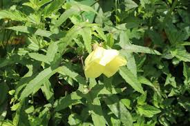 Image result for Abelmoschus moschatus