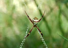 Image result for st andrews cross spider