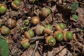 Image result for Acorn Archers