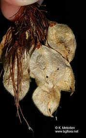 Attēlu rezultāti vaicājumam “Ulmus laevis fruit”