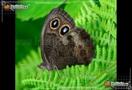 Attēlu rezultāti vaicājumam “Closterotomus biclavatus nymph”