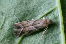 Attēlu rezultāti vaicājumam “Nyctegretis lineana”