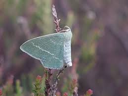 Attēlu rezultāti vaicājumam “Chlorissa viridata”