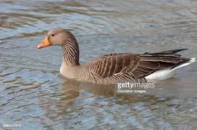 Attēlu rezultāti vaicājumam “Anser brachyrhynchus”