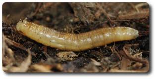 Attēlu rezultāti vaicājumam “Tipulidae larva”