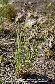 Attēlu rezultāti vaicājumam “Hordeum jubatum”