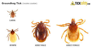 Attēlu rezultāti vaicājumam “Ixodes female”