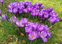 Attēlu rezultāti vaicājumam “Crocus vernus subsp. vernus flower”