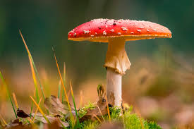 Image result for vliegenzwam