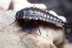 Attēlu rezultāti vaicājumam “Silpha sp.”