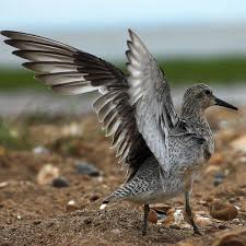 Attēlu rezultāti vaicājumam “Calidris canutus adult”