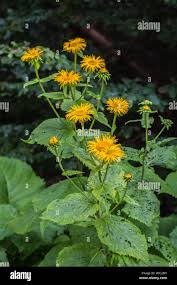 Attēlu rezultāti vaicājumam “Telekia speciosa flower”