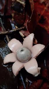 Attēlu rezultāti vaicājumam “Geastrum fimbriatum”