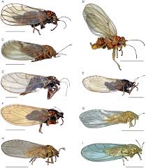 Attēlu rezultāti vaicājumam “Trioza dispar nymph”