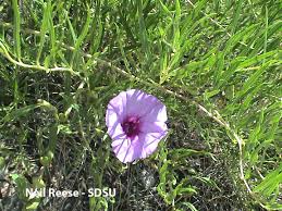 Attēlu rezultāti vaicājumam “Convolvulaceae”