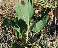 Attēlu rezultāti vaicājumam “Lepidium latifolium leaf”