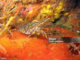 Attēlu rezultāti vaicājumam “Crangon crangon”