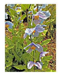 Image result for Scheinmohn