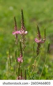 Attēlu rezultāti vaicājumam “Onobrychis arenaria fruit”