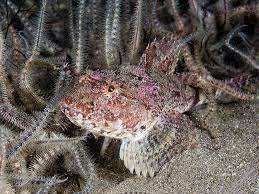 Image result for Myoxocephalus scorpioides